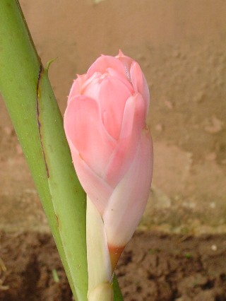 The Bud Opened Very Slowly